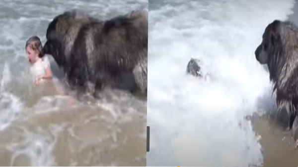 कुत्ते की वफादारी की तारीफ कर रहे लोग 