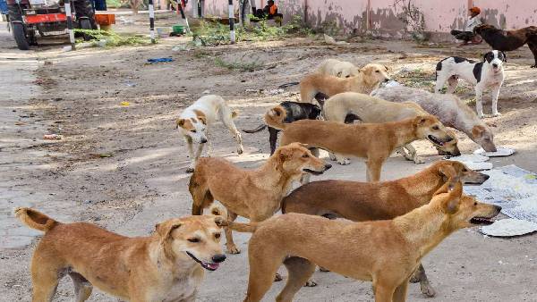 कर्नाटक में क्रूरता की हद पार