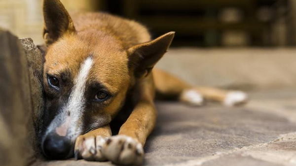 महिला ने युवक को रंगे हाथों पकड़ा