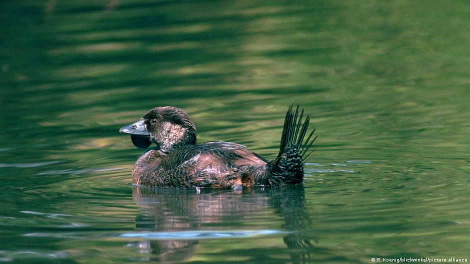 Provided by Deutsche Welle Provided by Deutsche Welle