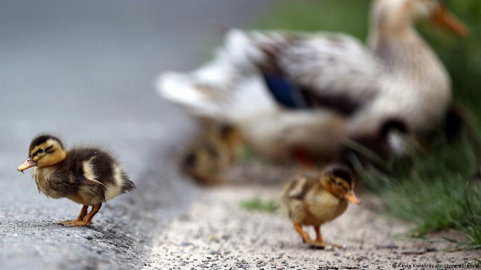 संभव है कि कुछ पशु-पक्षी बचपन में सुनी आवाजों को याद कर उन्हें दोहरा सकते हों संभव है कि कुछ पशु-पक्षी बचपन में सुनी आवाजों को याद कर उन्हें दोहरा सकते हों