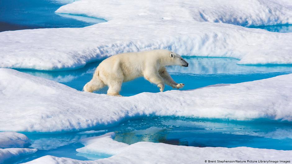 आर्कटिक की पिघलती हुई बर्फ पर दौड़ता हुआ एक पोलर भालू
