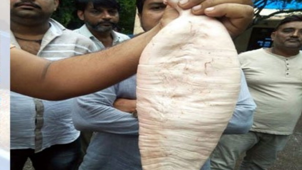 एक मछली की कीमत करीब 85 हजार रुपये मिली एक मछली की कीमत करीब 85 हजार रुपये मिली