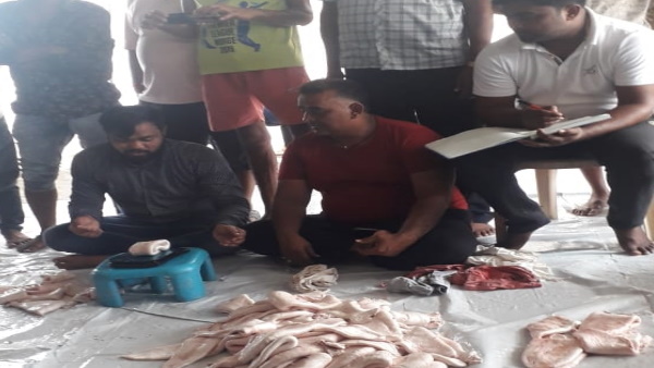 घोल मछली में कई औषधीय गुण होते हैं घोल मछली में कई औषधीय गुण होते हैं