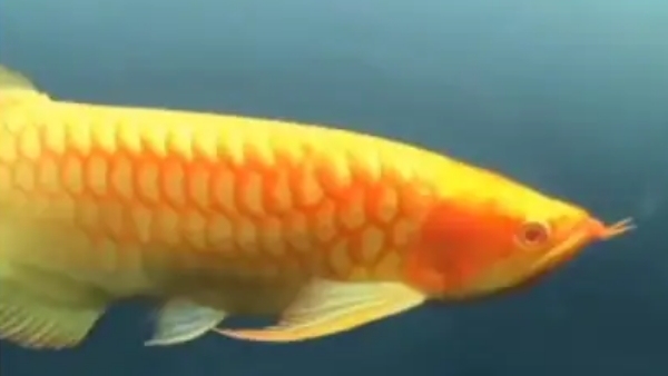 एशियन अरोवाना दुनिया की सबसे महंगी मछली एशियन अरोवाना दुनिया की सबसे महंगी मछली