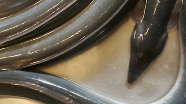 उनागी मछली की गिनती भी दुनिया की महंगी मछलियों में की जाती है उनागी मछली की गिनती भी दुनिया की महंगी मछलियों में की जाती है