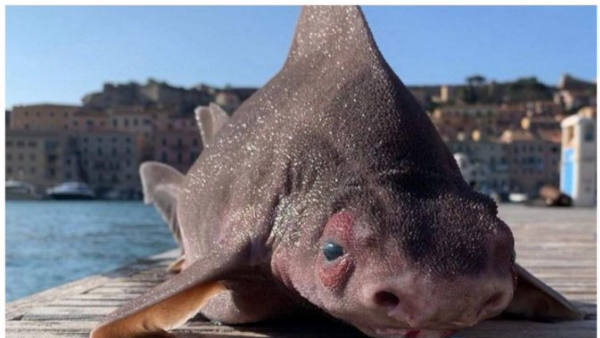 2300 फीट की गहराई में पाई जाती है ये प्रजाति 2300 फीट की गहराई में पाई जाती है ये प्रजाति