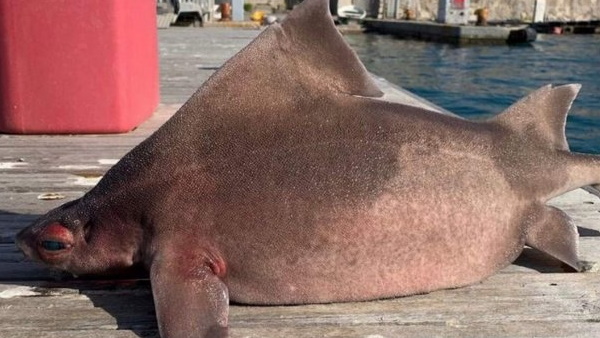 अजीब तरह से आवाज निकलाती हैं ये मछलियां अजीब तरह से आवाज निकलाती हैं ये मछलियां