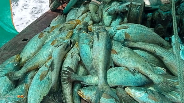 इस मछली के हर हिस्से की अपनी एक बड़ी कीमत होती है इस मछली के हर हिस्से की अपनी एक बड़ी कीमत होती है