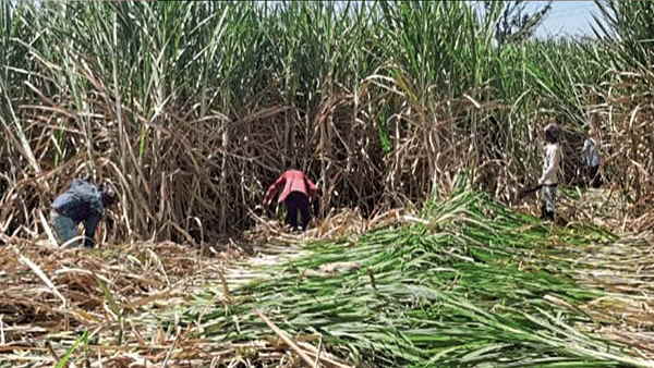  6 रबी फसलों के न्यूनतम समर्थन मूल्य में वृद्धि