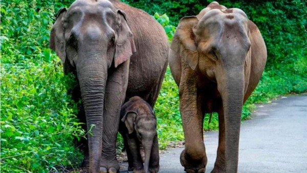 दूसरी बार मां बनी सुरंगी