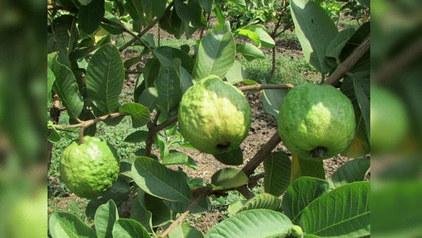 सर्दियों में महंगा बिकेगा अमरूद: हरदीप सिंह