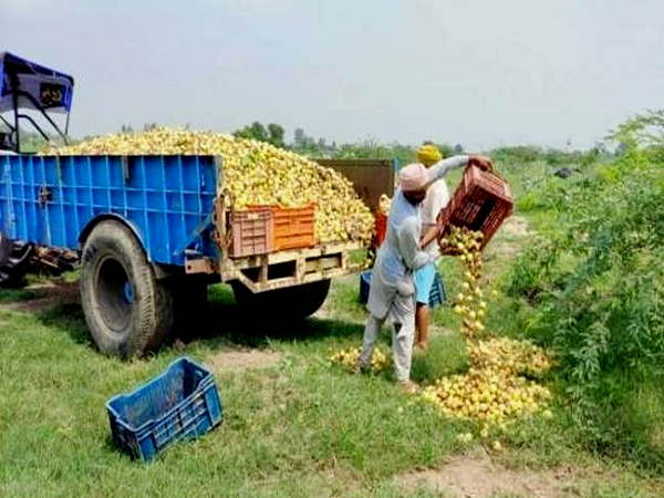 टमाटर के बाद अमरूद की बर्बादी की खबर