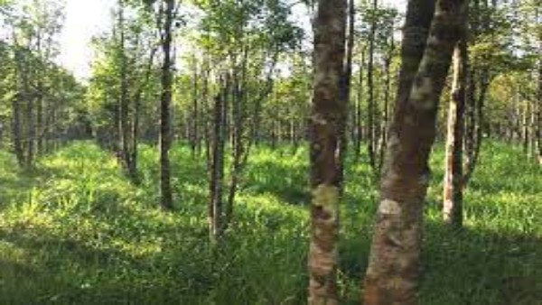 विलुप्त होने की कगार पर अगरवुड