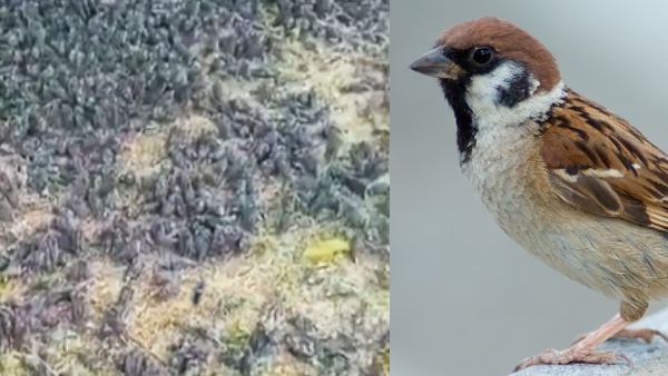 काले रंग के थे सभी पक्षी