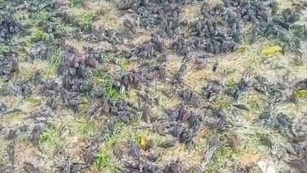 शुरू में अम्लीय वर्षा को माना कारण