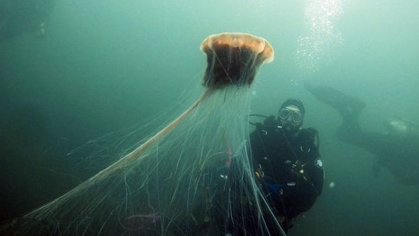 150 लोगों को डंक मारने में सक्षम