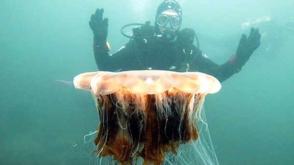 गुंबद के आकार का सिरा