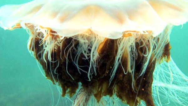 2010 में किया था हमला