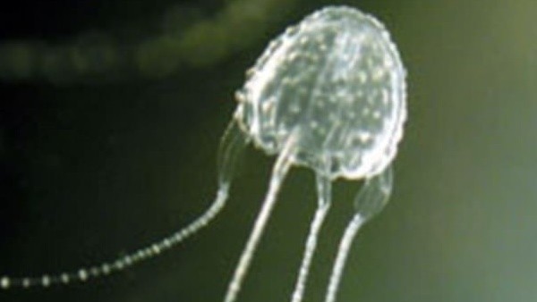 गोवा में मचाया था आतंक