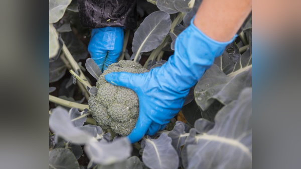 ब्रोकोली तोड़ने के बदले 60 लाख, पत्तागोभी के बदले 62 लाख का पैकेज ब्रोकोली तोड़ने के बदले 60 लाख, पत्तागोभी के बदले 62 लाख का पैकेज