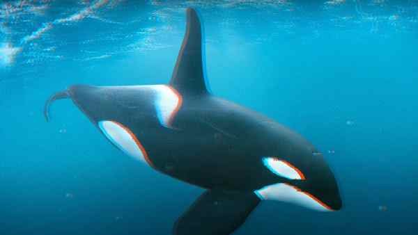 विलुप्त हो रही है ओर्का व्हेल विलुप्त हो रही है ओर्का व्हेल