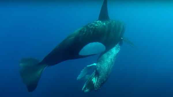वैज्ञानिकों को व्हेल के गर्भवती होने का कैसे पता चला ? वैज्ञानिकों को व्हेल के गर्भवती होने का कैसे पता चला ?