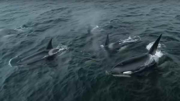 वैज्ञानिकों के सामने तीनों व्हेल के लिए ये है चिंता वैज्ञानिकों के सामने तीनों व्हेल के लिए ये है चिंता