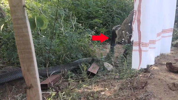 वेम्बू का 12 फीट लंबे कोबरा से सामना हुआ