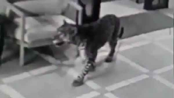 दरवाजा खुला देख तेदुंए ने घर में दबे पांव से ली एंट्री 