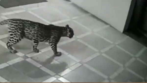 सीसीटीवी कैमरे में रिकार्ड हुआ ये खौफनाक मंजर 