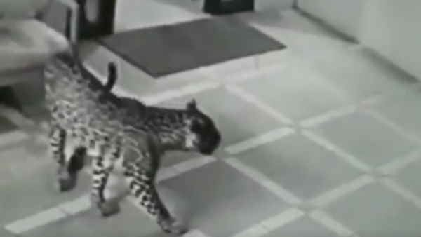  बीती रात बांदीपुर विंडफ्लावर का है ये वाकया 