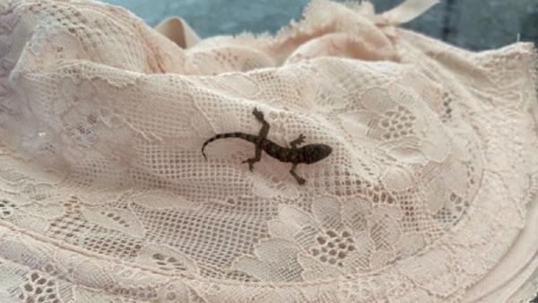 अलमारी से कपड़े किए पैक