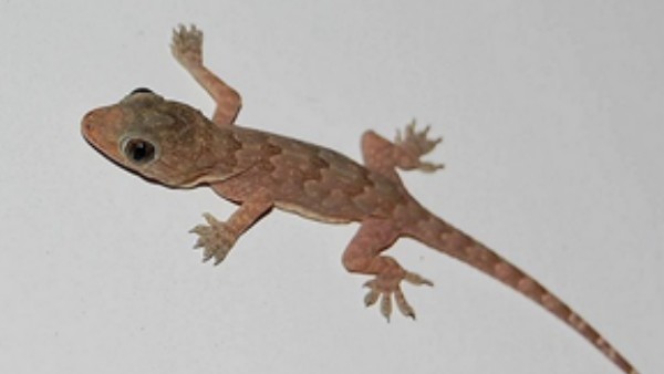 पति ने समझा दूसरा मामला