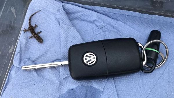 3 दिन रही सूटकेस में