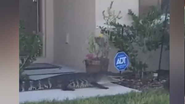 शख्‍स ने मगरमच्‍छ को छुए बिना किया काबू 