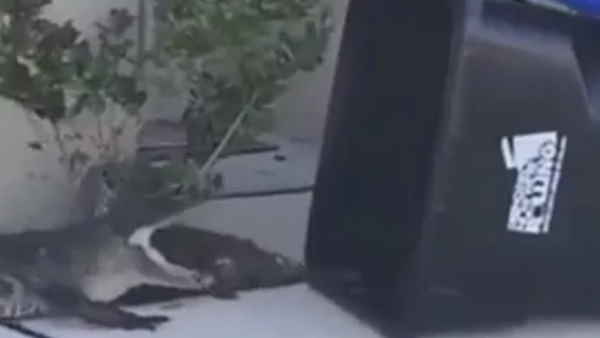 जबड़ो से अटैक करने की कोशिश करता है लेकिन 