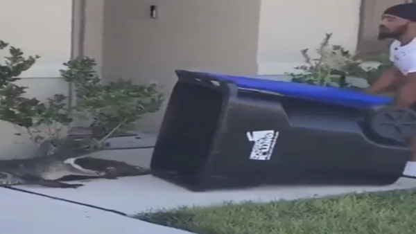  मगरमच्छ को बिना छुए कर लिया काबू