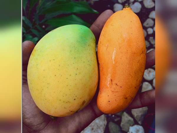 कितने वर्ष तक फल देते हैं आम के पेड़?