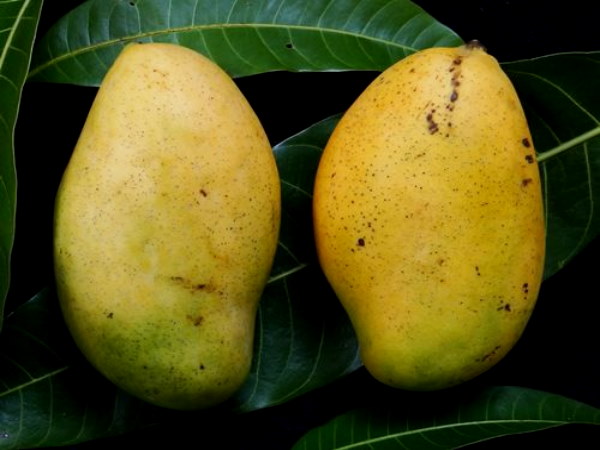 आम को मैंगो क्यों कहते हैं?