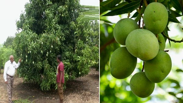 यहां मिलते हैं नई-नई किस्मों के आम