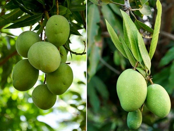 आपको क्यों खाने चाहिए आम?