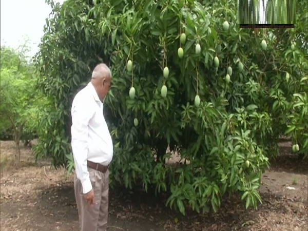 22 जुलाई को मनता है आम दिवस