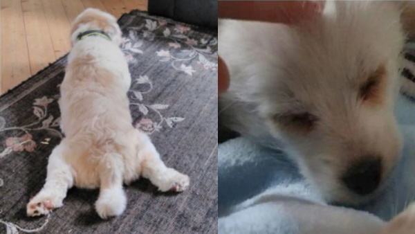 सेक्स की लत से परेशान कुत्ता