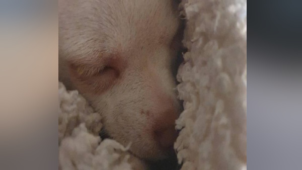 दुनिया का सबसे ठरकी कुत्ता