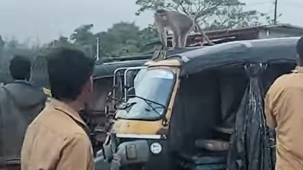 बंदर से हर कोई था परेशान