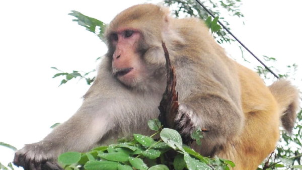 जलेबी के लालच में फंसा बंदर 