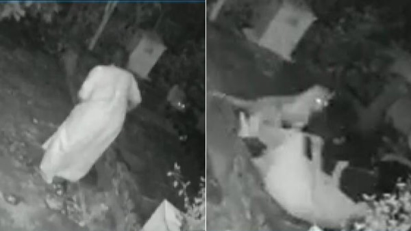 अचानक किया तेंदुए ने हमला