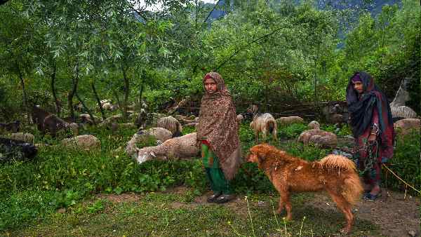14 लाख आदिवासियों और घुमंतुयों को मिलेगा उनका अधिकार
