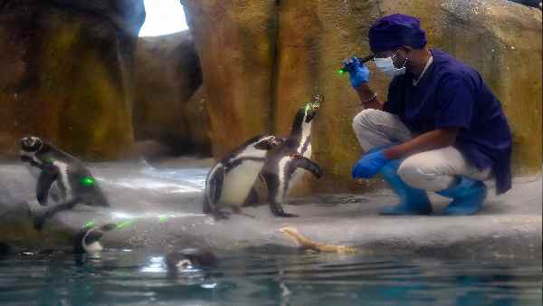 सोने का अंडा देने वाला टेंडर ?